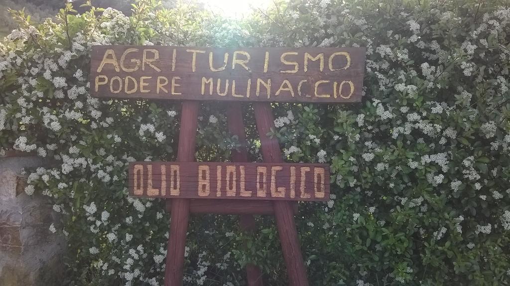 Agriturismo Podere Mulinaccio Ribolla Exteriör bild